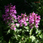 gen.Pedicularis