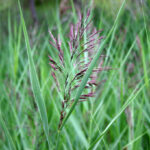 gen.Phragmites