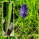 Phyteuma betonicifolium