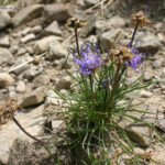 Phyteuma hemisphaericum