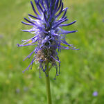 Phyteuma zahlbruckneri