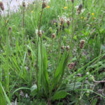 FIORI VERDASTRI E/O POCO EVIDENTI