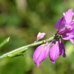 Polygala comosa