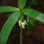Polygonatum verticillatum