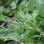 Polygonum aviculare