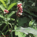 Polygonum lapathifolium