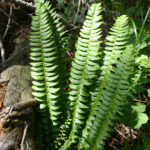 gen.Polystichum