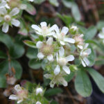 Potentilla caulescens