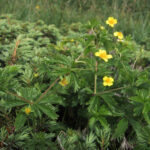Potentilla erecta