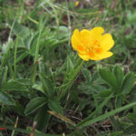 Potentilla reptans