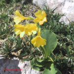 gen.Primula