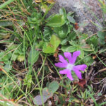 Primula minima