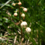 Pyrola media