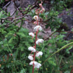 gen.Pyrola