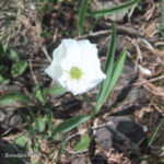 Ranunculus pyrenaeus