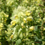 Rhinanthus freynii