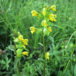 Rhinanthus minor
