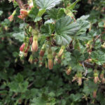 Ribes uva-crispa