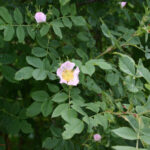 Rosa canina
