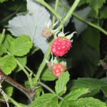 Rubus idaeus