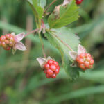 Rubus silvatici