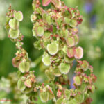 Rumex alpestris