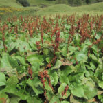 gen.Rumex