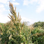 Rumex crispus
