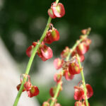 Rumex scutatus
