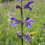 gen.Salvia