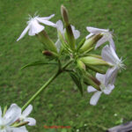 Saponaria officinalis 