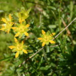 Saxifraga aizoides