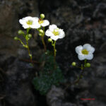 Saxifraga caesia
