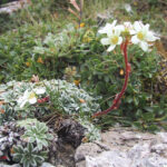 Saxifraga crustata