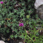 Saxifraga oppositifolia