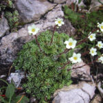 Saxifraga paniculata