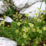 Saxifraga sedoides