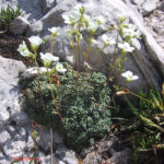 Saxifraga squarrosa