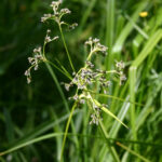gen.Scirpus