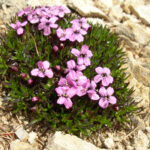 Silene acaulis