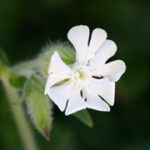 Silene alba