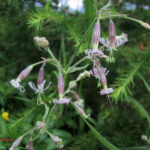 Silene nutans