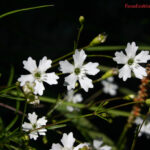 Silene quadridentata