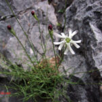 Silene saxifraga