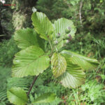 Sorbus aria 