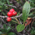 Sorbus chamaemespilus