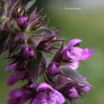 Stachys palustris