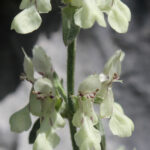 Stachys recta