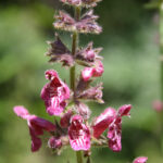 Stachys sylvatica