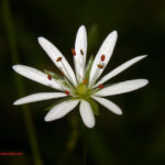 Stellaria graminea